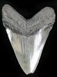 Bargain Megalodon Tooth - South Carolina #28018-1